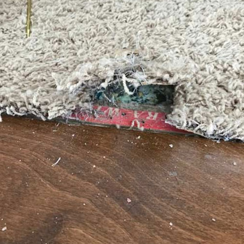 Pet Damaged Carpet Repair